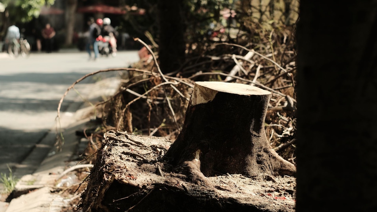 How Stump Size and Root Structure Should Influence Which Teeth for Stump Grinder You're Running